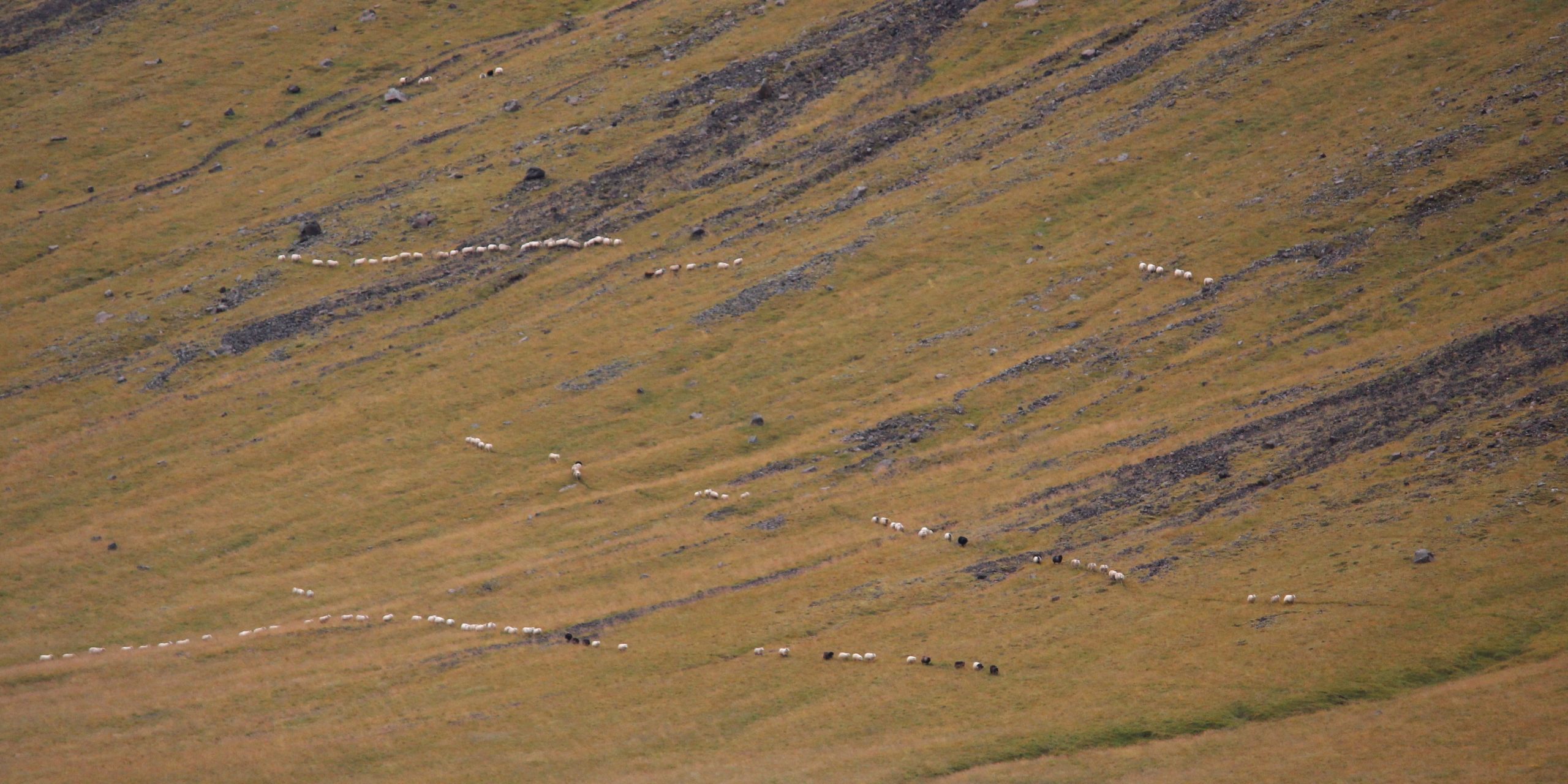 Aðalmynd fyrir “Ærnar renna eina slóð”